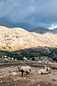 Flock of sheep, Lasithi Plateau, Crete, Greece, Europe