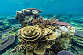 Underwater reef on a remote small Islet in the Badas Island Group off Borneo, Indonesia, Southeast Asia, Asia