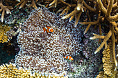 Underwater clownfish in anemone at Pulau Setaih Island, Natuna Archipelago, Indonesia, Southeast Asia, Asia