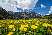 Spring flowers and green meadows, Casaccia, Bregaglia Valley, Engadine, Canton of Graubunden, Switzerland, Europe