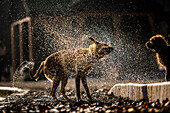 Golden labrador shaking off water in Battersea Park, London, England, United Kingdom, Europe