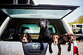 Gun dogs in the back of 4x4 on a shoot in Wiltshire, England, United Kingdom, Europe