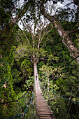 Amazon Jungle swinging rope bridge in Puerto Maldonado area, Peru, South America
