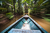 Canoe boat trip in Amazon Jungle of Peru, by Sandoval Lake in Tambopata National Reserve, Peru, South America