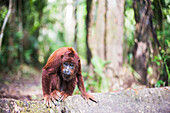 Red howler monkey Alouatta Seniculus, Tambopata National Reserve, Puerto Maldonado Amazon Jungle area, Peru, South America