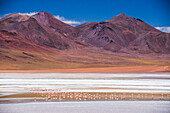 Flamingos at Laguna Hedionda, a salt lake area in the Altiplano of Bolivia, South America