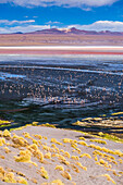 Flamingos at Laguna Colorada Red Lagoon, a salt lake in the Altiplano of Bolivia in Eduardo Avaroa Andean Fauna National Reserve, Bolivia, South America