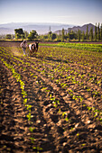 Pimiento farmer farming at sunrise in the Cachi Valley, Calchaqui Valleys, Salta Province, North Argentina, South America