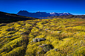 Yellow bush at Belgrano Lake Lago Belgrano, Perito Moreno National Park, Santa Cruz Province, Patagonia, Argentina, South America