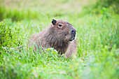 Capybara Hydrochoerus hydrochaeris, Ibera Wetlands Ibera Marshes, a marshland area in Corrientes Province, Argentina, South America