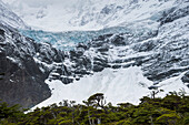 Glaciar Frances, French Valley Valle Frances, Torres del Paine National Park, Patagonia, Chile, South America