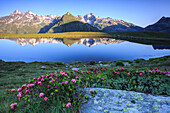 Rhododendrons surround Mount Cardine reflected in Lake Andossi at sunrise, Chiavenna Valley, Valtellina, Lombardy, Italy, Europe