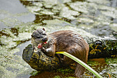 Otter Lutra lutra, Devon, England, United Kingdom, Europe