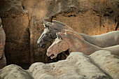 Horses, Terracotta Army, UNESCO World Heritage Site, Xian, Shaanxi, China, Asia