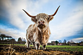Highland cattle Bos taurus, Gloucestershire, England, United Kingdom, Europe