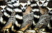 Lemurs Lemuroidea, Cotswold Safari Park, Oxfordshire, England, United Kingdom, Europe