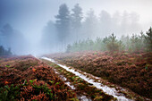 Moreton Forest, Dorset, England, United Kingdom, Europe