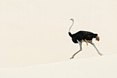 Ostrich walking in sand dune