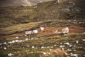 Goats Roaming in Grassy Area of Croagh Patrick, Ireland