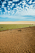 Naturpark Dünen von Corralejo, Corralejo, Fuerteventura, Kanarische Inseln, Spanien