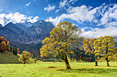 Maple in autumn colours with Spritzkarspitze, Grosser Ahornboden, Eng, Natural Park Karwendel, Alpenpark Karwendel, Karwendel, Tyrol, Austria