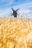 Windmühle im Roggenfeld, Kornfeld, dänische Ostseeinsel, Ostsee, Insel Bornholm, bei Gudhjem, Dänemark, Europa