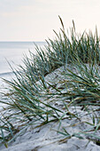 Grass, dream beach between Strandmarken und Dueodde, sandy beach, summer, Baltic sea, Bornholm, Strandmarken, Denmark, Europe