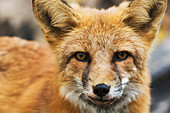 Red fox (vulpes vulpes), Yukon, Canada