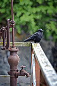 A northwestern crow (Corvus caurinus) sits on a hand rail along the boardwalk, Halibut Cove, Alaska, United States of America