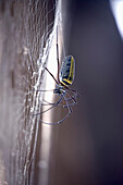 Close up of female wood spider, Dharpatha Mal, Madhya Pradesh, India