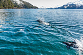 Dall's Porpoises swimming at the surface of the ocean, Prince William Sound, Whittier, Southcentral Alaska, USA, Winter