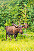 Bull moose in velvet, Kincaid Park, Anchorage, Southcentra Alaska, summer