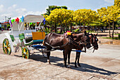 Horse-drawn carriage tour, Granada, Nicaragua