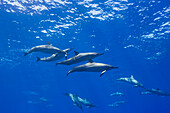 Spinner dolphin Stenella longirostris off the island of Lanai, Hawaii, United States of America