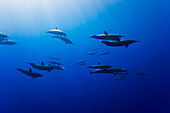 Spinner dolphin Stenella longirostris off the island of Lanai, Hawaii, United States of Aerica