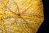A long-arm brittle star Ophionereis porrecta on the convoluted surface of a cushion starfish Culcita novaeguineae, Hawaii, United States of America