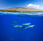 A split view of spinner dolphin Stenella longirostris below water and the island of Lanai above, Hawaii, United States of America
