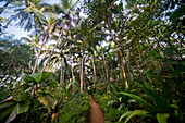 Weg durch einen tropischen Wald südlich von Thiruvananthapuram, Kerala, Indien