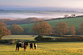 Miniature ponies graze on the rolling Devon fields at dawn, South Tawton, Devon, England, United Kingdom, Europe