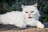 Portrait of white cat snarling outdoors