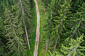 High angle view of dirt road amidst evergreen trees