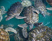High angle view of turtles swimming in sea