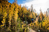 A young man hikes through the colorful larch trees in the Pasayten Wilderness on the Pacific Crest Trail (PCT) in Washington.