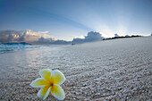 A plumeria flower lying on the wet sand at Pupukea in the early morning light.