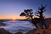 A dramatic old tree above a sea of clouds at sunrise on Donner Summit in California