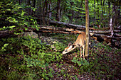 A deer feeding in the Shenandoah mountains near a camp site on the Appalachian Trail.