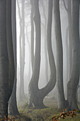 Beech wood in fog, Ghost Forest, Gespensterwald, Heiligendamm, Mecklenburg-Western Pomerania, Germany