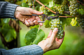 Caucasian farmer clipping grapes from vine