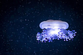 Jellyfish subadult in a fish tank in the Berlin aquarium. Suspended particles look like snow in water,  Aquarium, Berlin, Germany