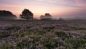 Die Mehlinger Heide kurz vor Sonnenaufgang, Mehlingen, Kaiserslautern, Rheinland-Pfalz, Deutschland